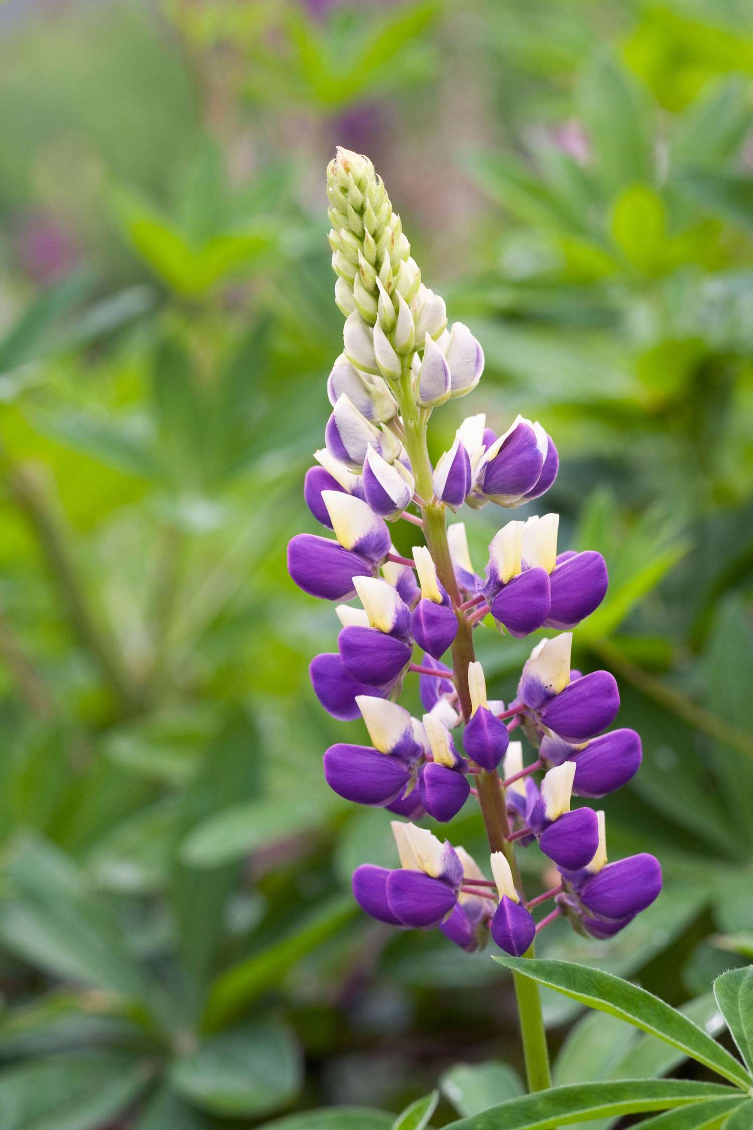 Blaue Lupine ‘The Governor’